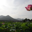 숲쟁이꽃동산 Daum카페