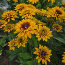 루드베키아 이미지