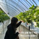 으뜸농장 | 속초 체험 소야으뜸딸기｜아이랑 가볼만한곳 놀거리 추천
