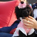 수제간식손수 이미지