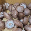 신선채소