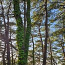 황둔족발 | 7. 우중캠핑 (아리아리 숲 속의 야영장, 황둔찐빵, 까페 들꽃이야기) [강원도, 영월]