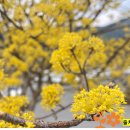 상위마을(상) 이미지