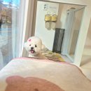 브리앙뜨몽 이미지