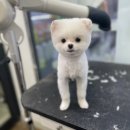 펫마트 강아지 논산점 이미지