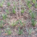 맥문동 재배방법-겨울 봄 사이 묵은 잎 잘라주면 뿌리 발달 이미지