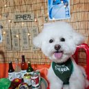 몽구네 애견유치원 이미지