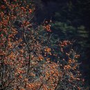 지리산곰실곶감농원 이미지