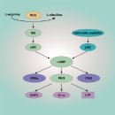 Re: 산화질소 : 미토콘드리아 신생합성, 소포체 스트레스 제거 .. nature review 이미지