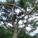 남산(393.6m), 황정산(333.5m), 대묘산(261m), 진산(260.9m) 충북 괴산 이미지