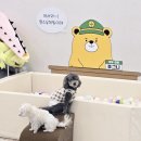 펫스유치원 이미지