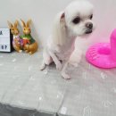 짱구 짱아 애견샵 이미지