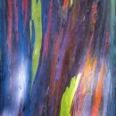 무지개 유칼리 나무 (Rainbow Eucalyptus) 이미지