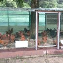 수려한 닭 이미지