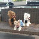 개놀자까페 이미지