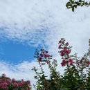 하늘 구름 배롱나무꽃 마가목열매 이미지