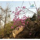 산에는 꽃이피네 이미지