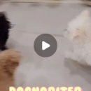 도그노리터 이미지