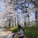[내돈내산 육아용품]프리미엄 절충형 유모차 잉글레시나 일렉타 노리타베이지 내돈내산 찐후기 !!