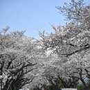 장전리 | 제주 장전리 벚꽃길 후기, 지금 가기 좋은 제주 벚꽃 명소