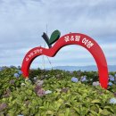 2024 거창 감악산 꽃별 여행 아스타국화 축제 별바람언덕 풍력단지 다녀온 후기 (10월 2일 기준)