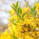 개나리세탁 이미지