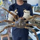 포항물회해물포차 이미지