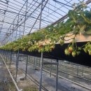 승리농장 이미지