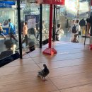 부성힐하우스 | 12 [등산] 강릉 괘방산 일출 후기 힐위고~! (히얼 위 고 란 뜻)