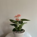 승진농장2 이미지