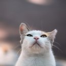 행복한 고양이 이미지