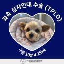 배방동물병원 네이버블로그