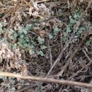 경산아지매 이미지