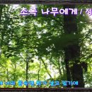 초록나무 이미지