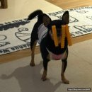 잇플레이러브(Eat Play Love) | 간식, 분리불안 간식 이사하고 불안한 마음 간식으로 채워줬어요❤:잇플레이러브(내돈내산!솔직후기!)