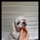 뽀송뽀송 애견미용 이미지