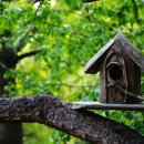 숲속의 별들 이미지