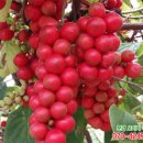 오색슈퍼 이미지