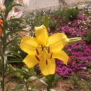 그대발길머무는곳에 이미지