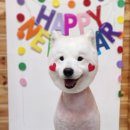 이츠펫 살롱 이미지