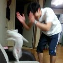 제주흑다돈 이미지