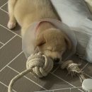 장수에너지 | 2. [장수] 강아지 코로나 장염 완치 후기
