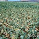 성산일출봉농업협동조합 농산물산지유통센터 이미지