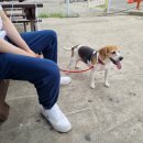 댕댕이아지트 이미지