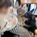 멍뭉몽 네이버블로그
