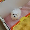 낑깡이랑 이미지