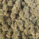 연화하가 이미지