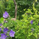 덩쿨농장 이미지