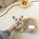 강아지분양 말랑퍼피 이미지