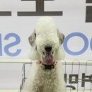 쟁이 이미지